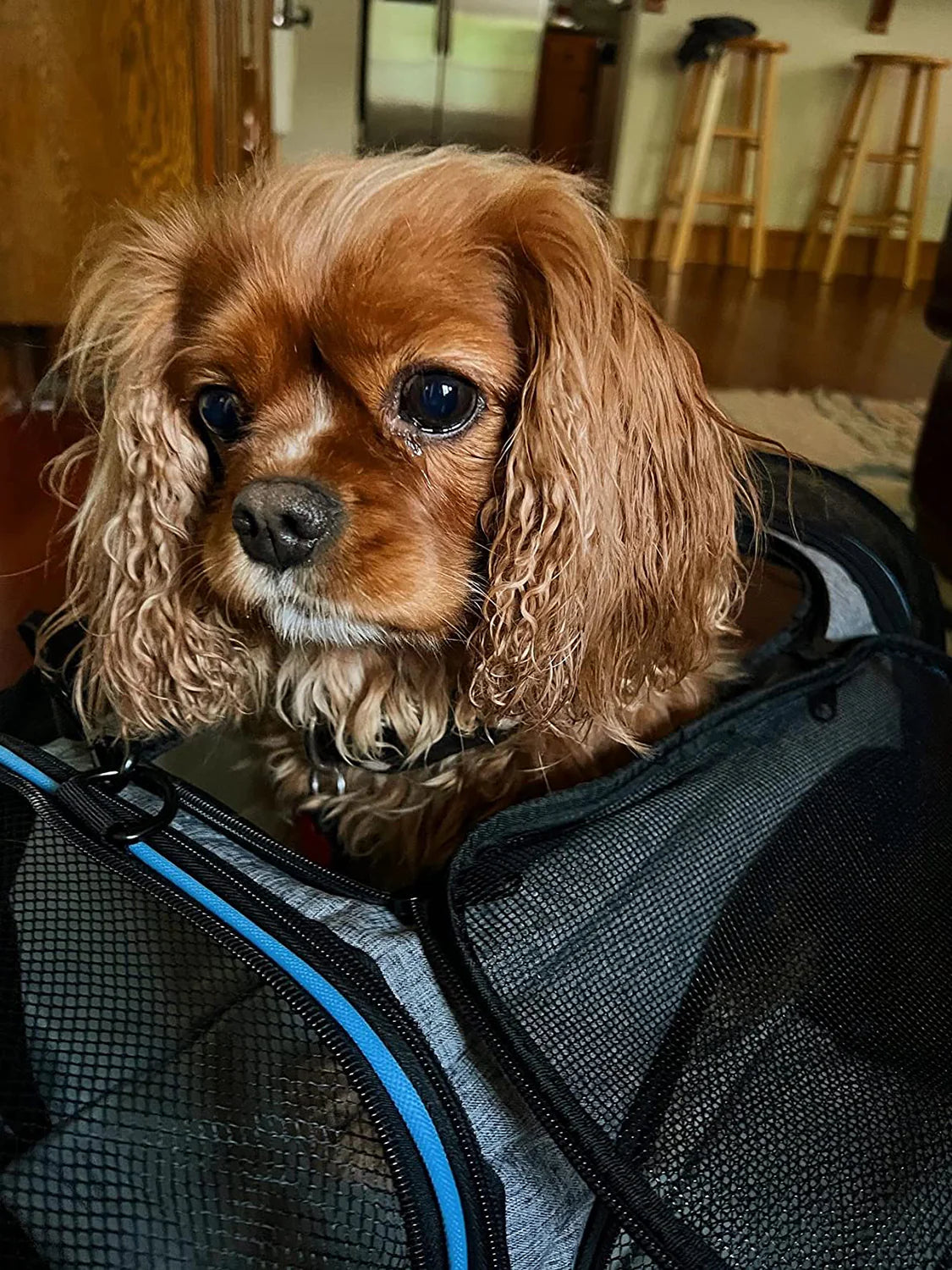 "Ultimate Airline Compliant Pet Carrier – TSA Approved, Expandable Design with Cozy Fleece Pad & Pockets for Cats and Dogs up to 20 lbs!"