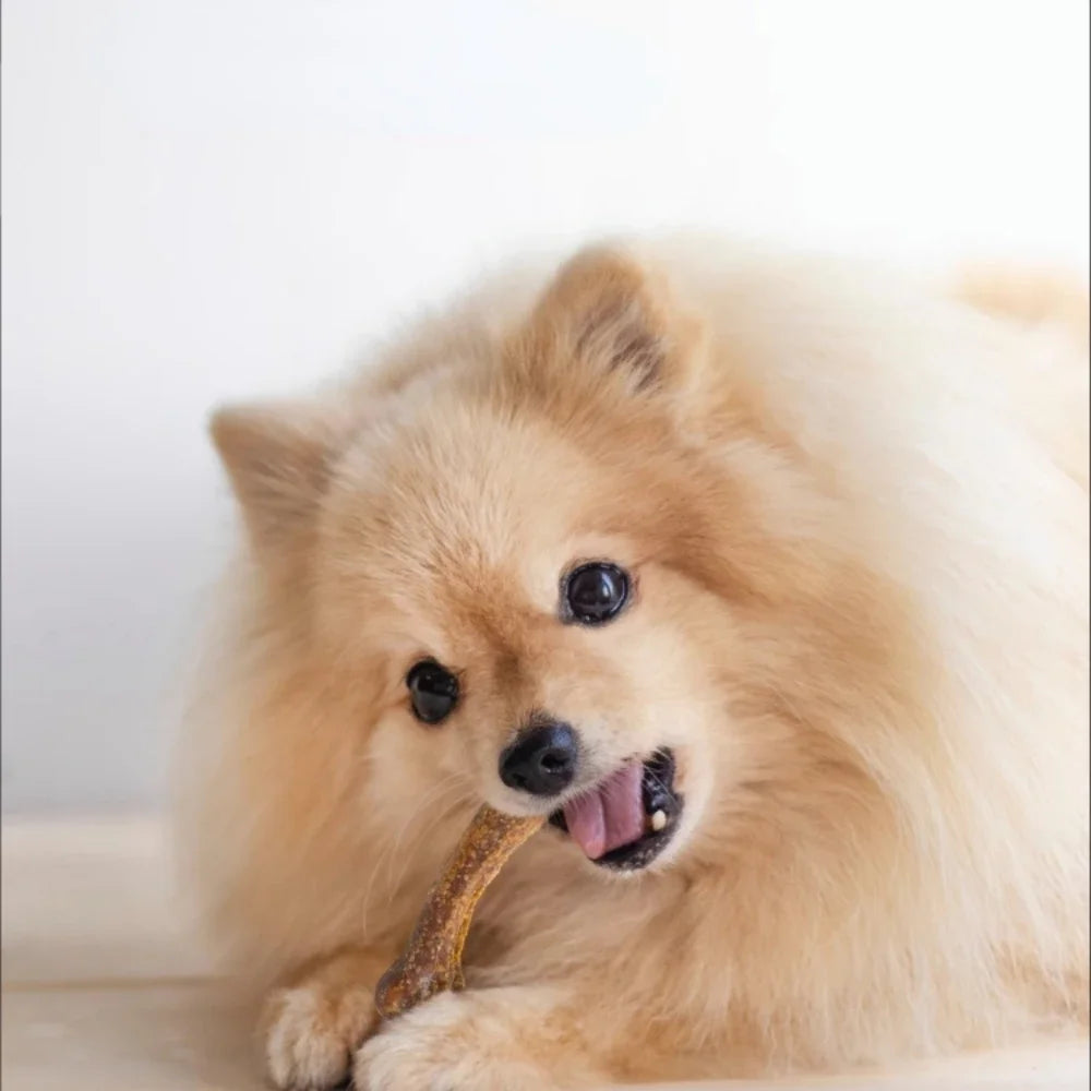 Pet Snacks Dog Teething Stick Snacks Pet Bones Chewing Teddy Puppy Small Dogs Clean Teeth Bone Calcium  Training Rewards